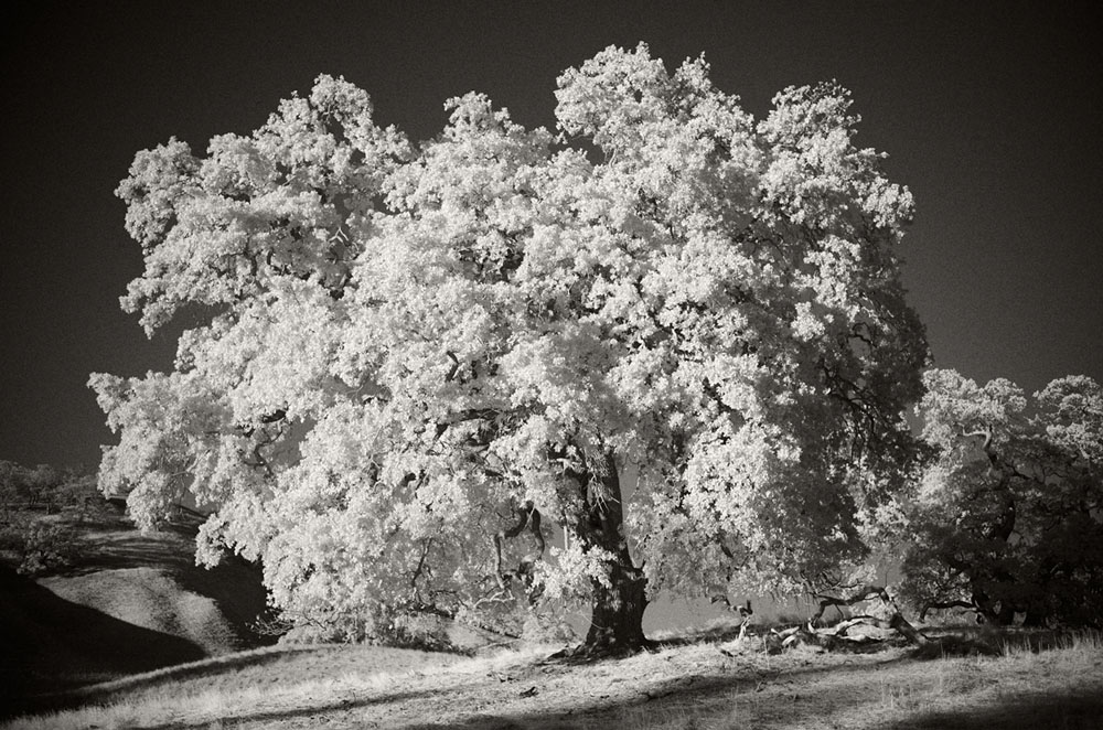 Infrared-photography-tips-Leica