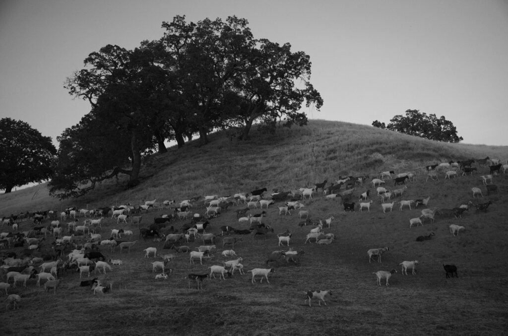 Processing a challenging digital image.