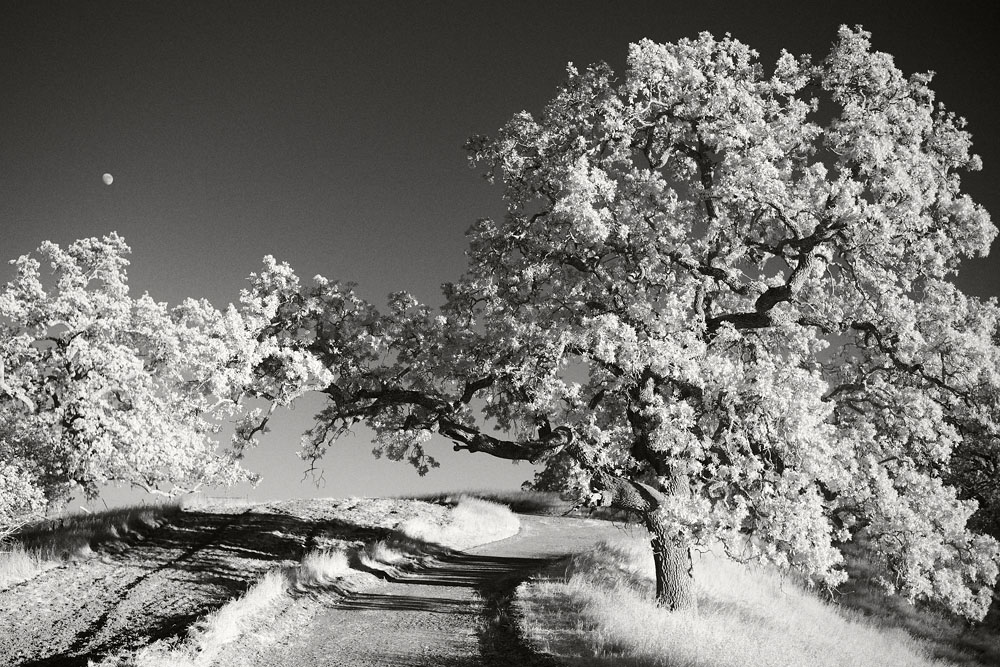 Leica-myphotography.com-mark-yamamoto