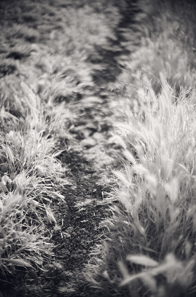 Infrared photography Noctilux Leica