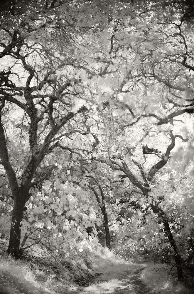 Infrared Landscape Photography Leica M10 Monochrom Stock Camera Body